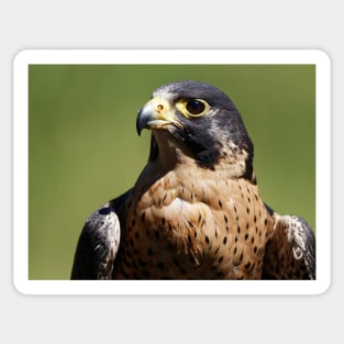 Peregrine Falcon Sticker